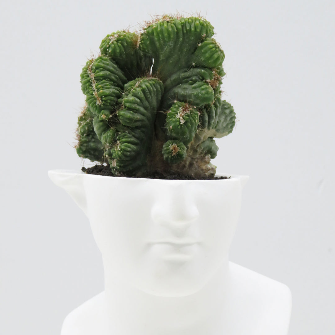 花瓶・フラワースタンド emeth No.001 Venus cactus pot emeth001 emeth/エメス】emeth No.001 Venus cactus pot emeth001の通販